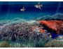 NFS UnderWater4 1.1
