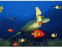 Marine Life Aquarium 3D Screensaver 1.0