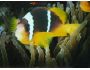 Big Fish Screensaver 1.1