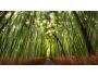 Beautiful Bamboo Forest Screensaver 1.0