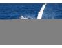 Free Whale Screensaver 0.3