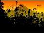 Colibri Screensaver 1.0