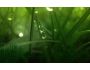 Green World Animated Wallpaper 1.0