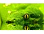 Snakes Animated Wallpaper 1.0